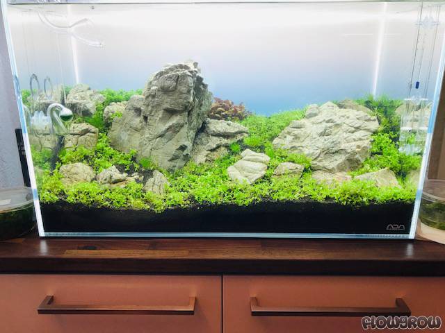 Mein 1 Iwagumi Flowgrow Aquascape Aquarien Datenbank