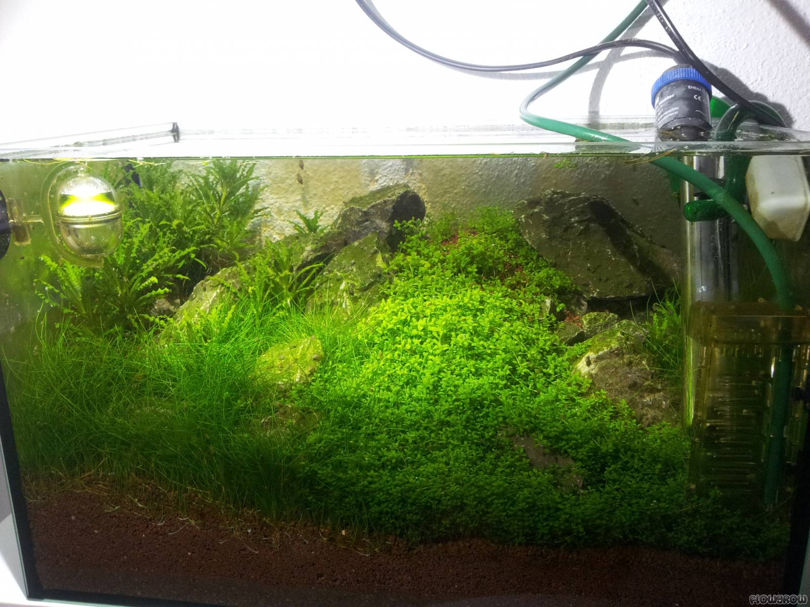 Green River Flowgrow Aquascape Aquarium Database