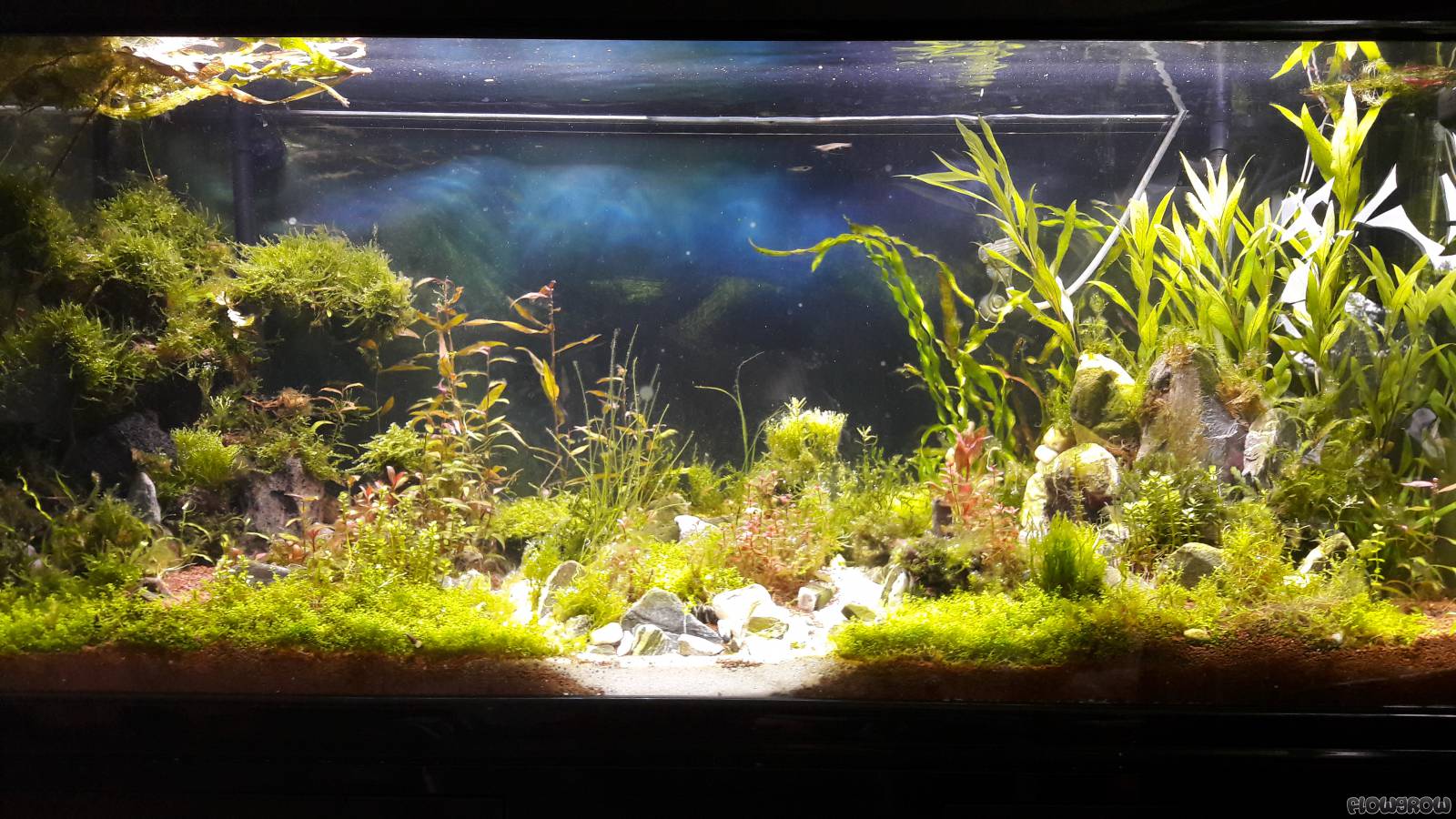 The Tank Flowgrow Aquascape Aquarium Database