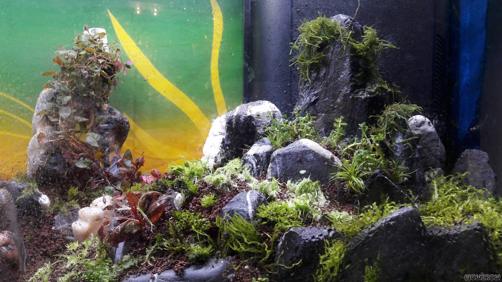 The Tank Flowgrow Aquascape Aquarium Database