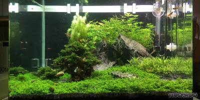 50L Cube Flowgrow Aquascape Aquarium Database