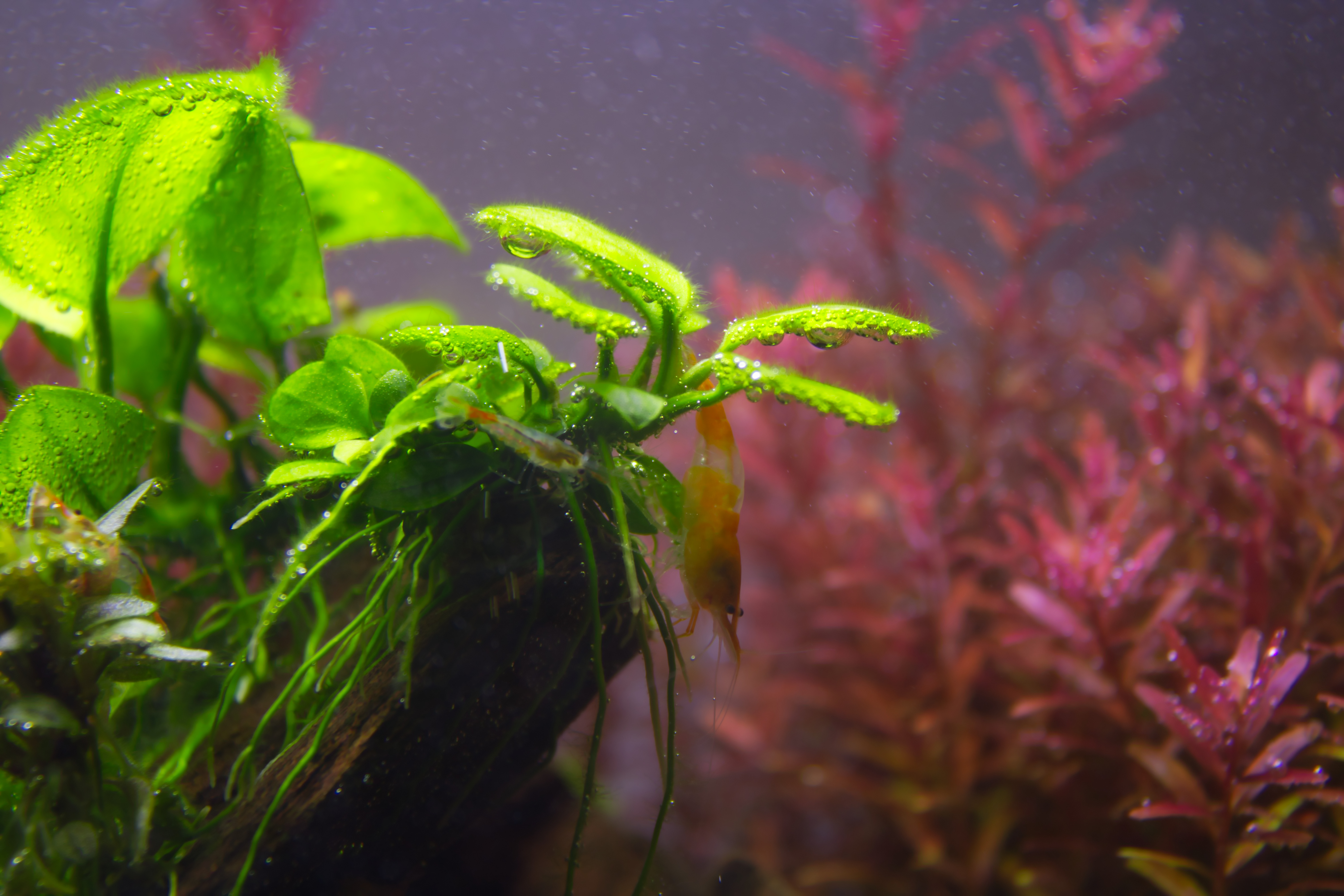 Anubias_Orange-Rili.jpg