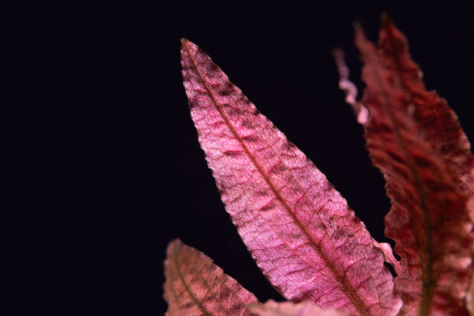 dt_Cryptocoryne wendtii 'Flamingo' ('Pink Panther').jpg