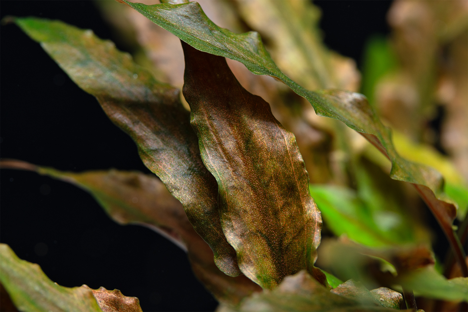 dt_Cryptocoryne_wendtii_'Broad_Leaf'_135.0324.00.jpg