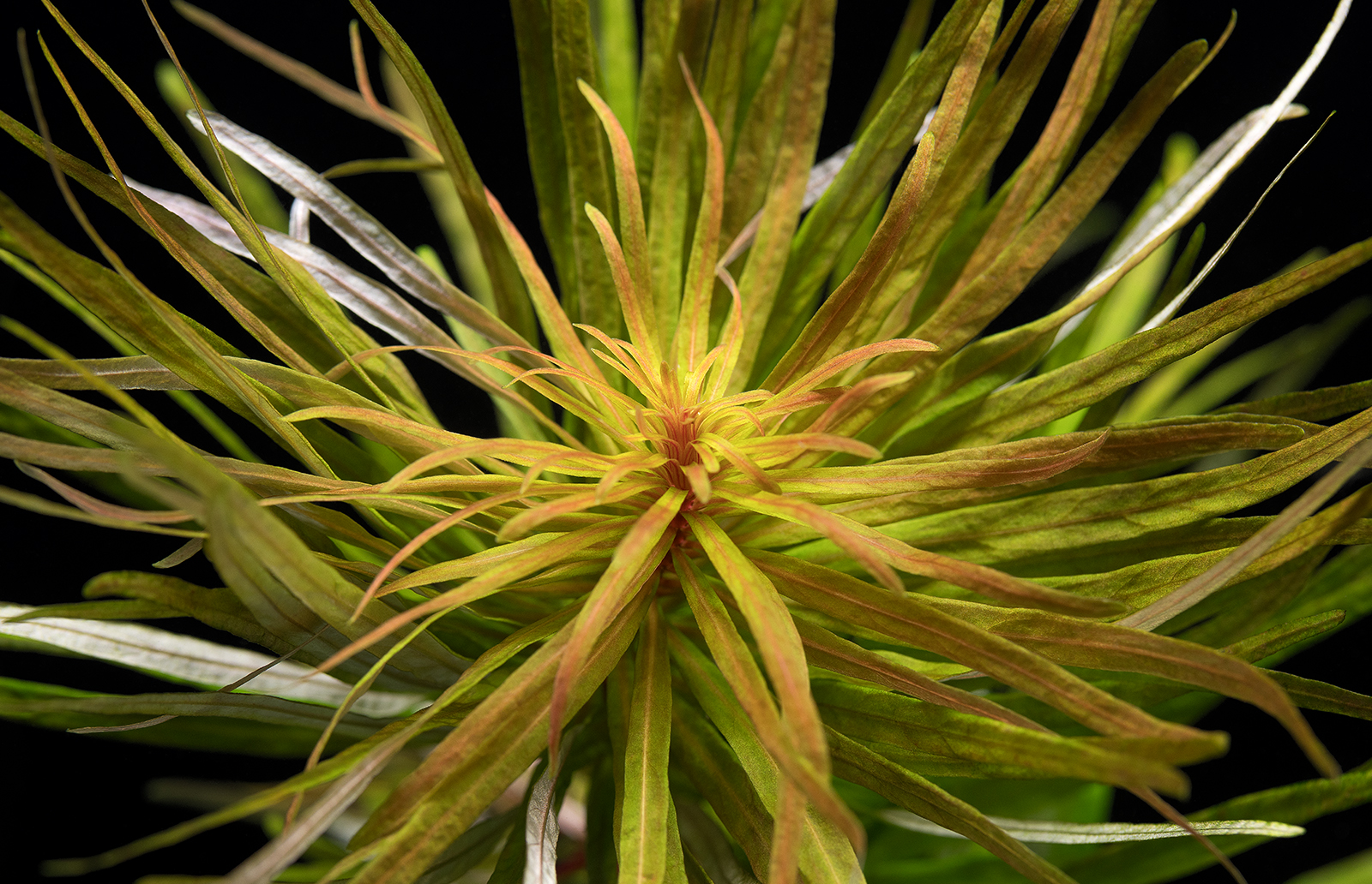 dt_Ludwigia_inclinata_var._verticillata_'Cuba'_135.0071.00_beschreibungsfoto_gross.jpg