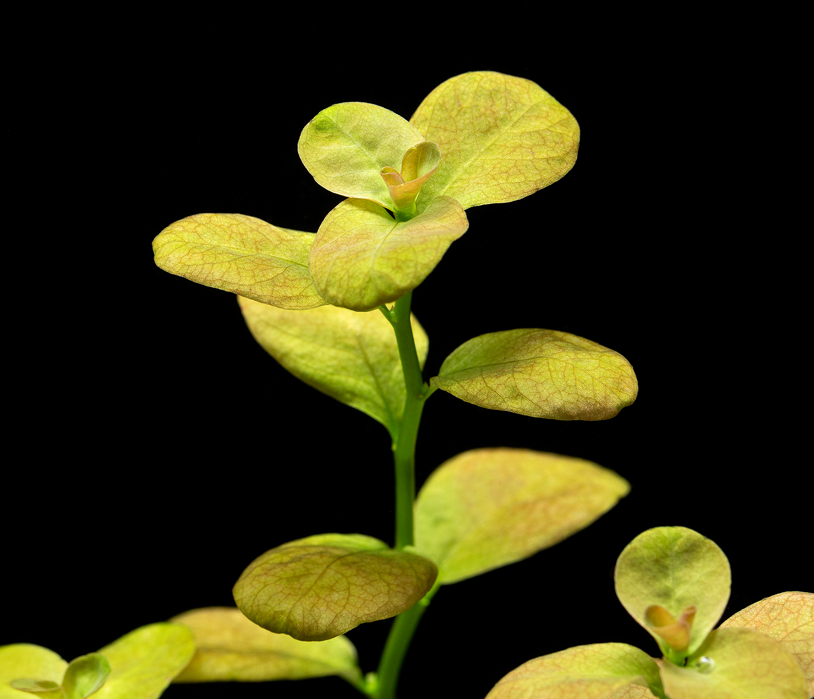 dt_Ludwigia_sp._''Marilia''_135.0420.00_beschreibungsfoto_gross.jpg