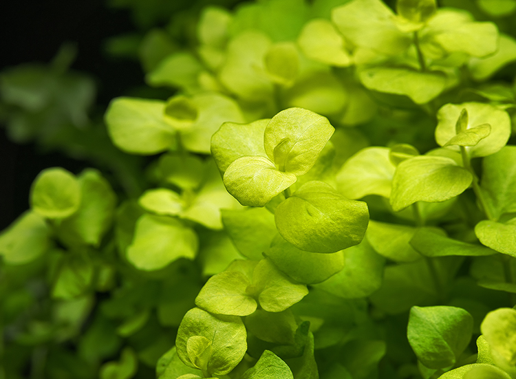 dt_Lysimachia_nummularia_'Aurea'_135.0297.00_beschreibungsfoto_klein.jpg