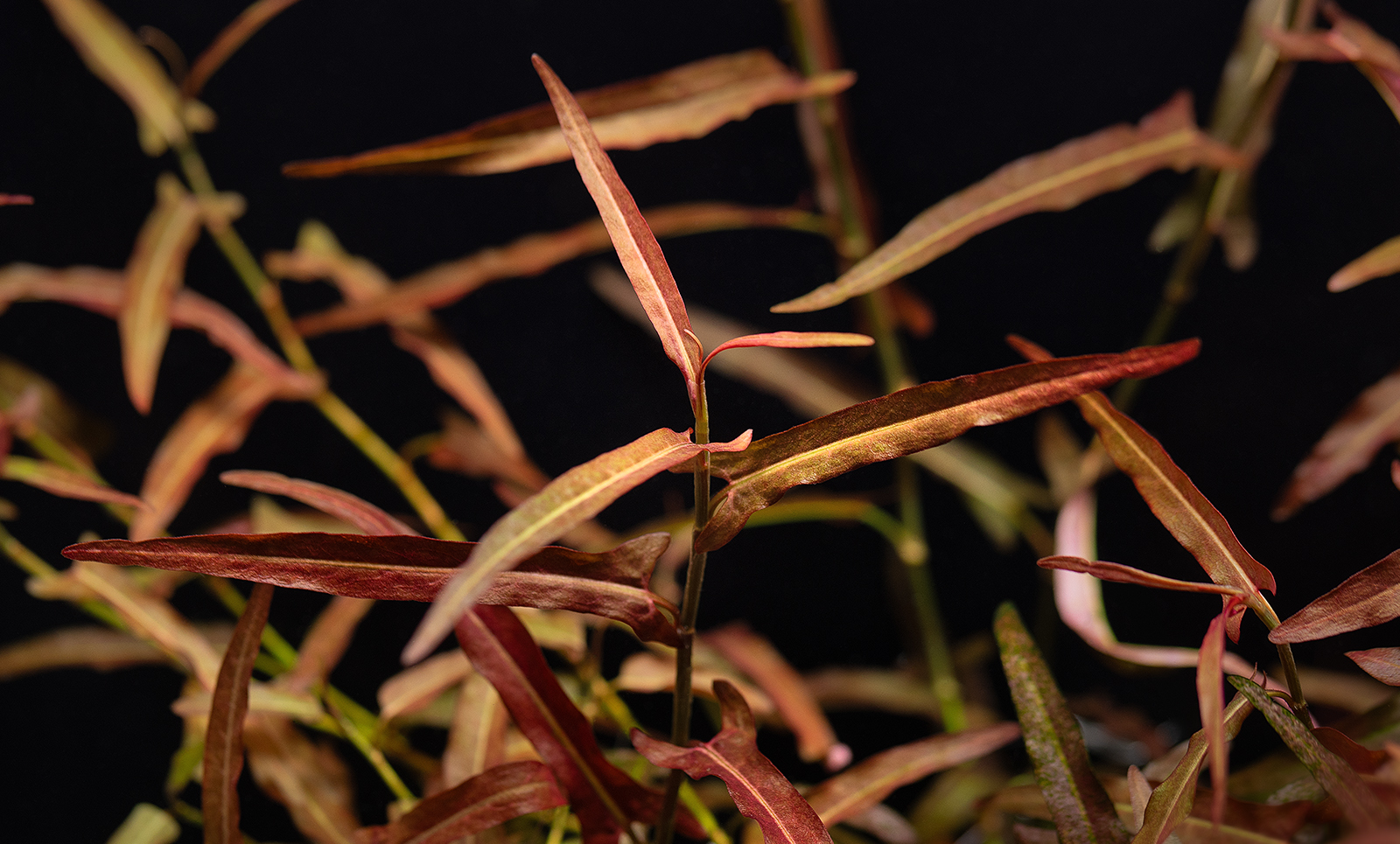 dt_Persicaria_praetermissa_135.0398.00_beschreibungsfoto_gross.jpg