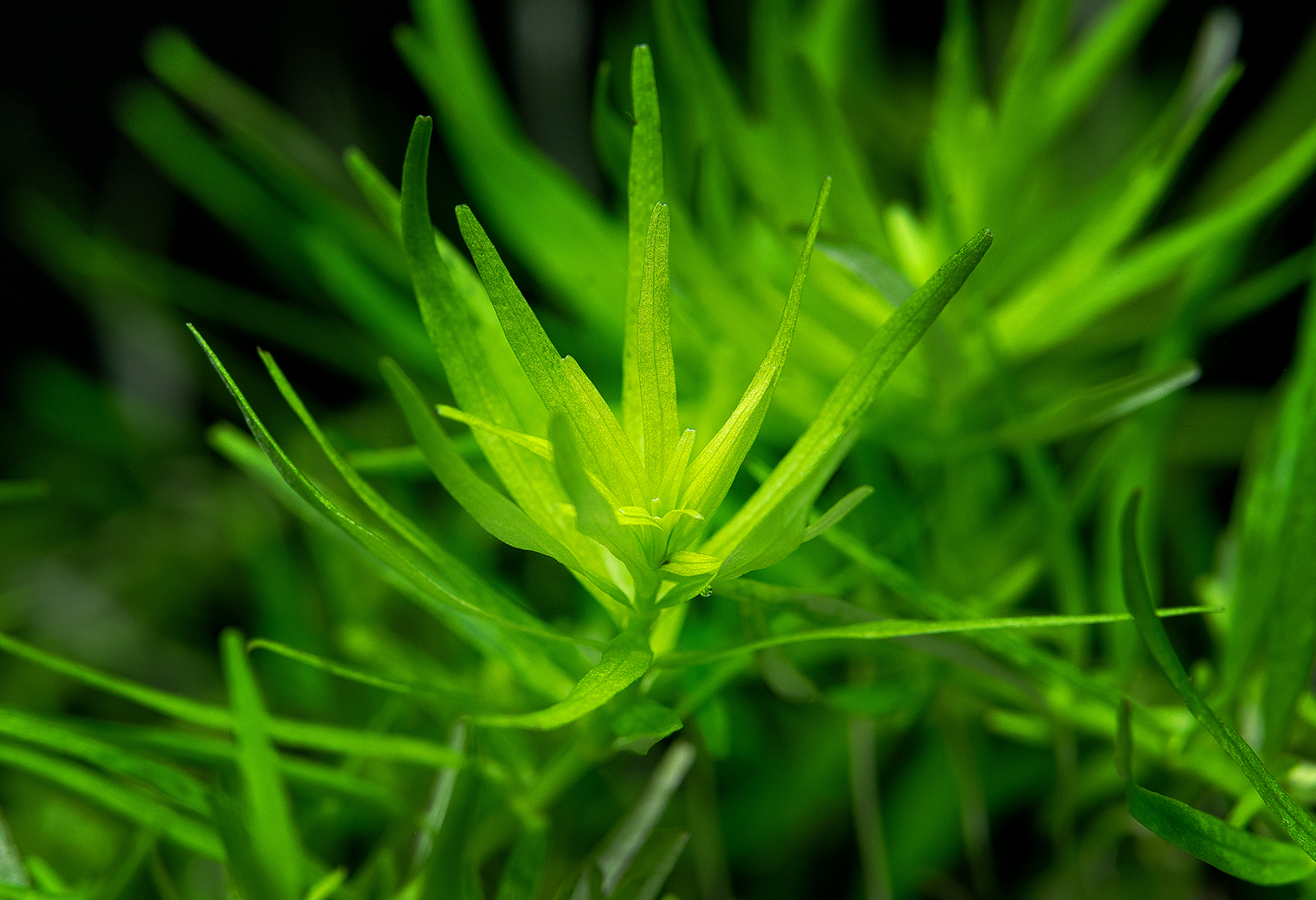 dt_Rotala_rotundifolia_''Green''_135.0155.00_beschreibungsfoto_gross.jpg