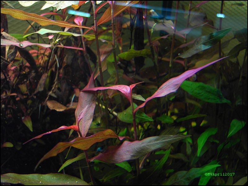 Persicaria Sao Paulo.jpg