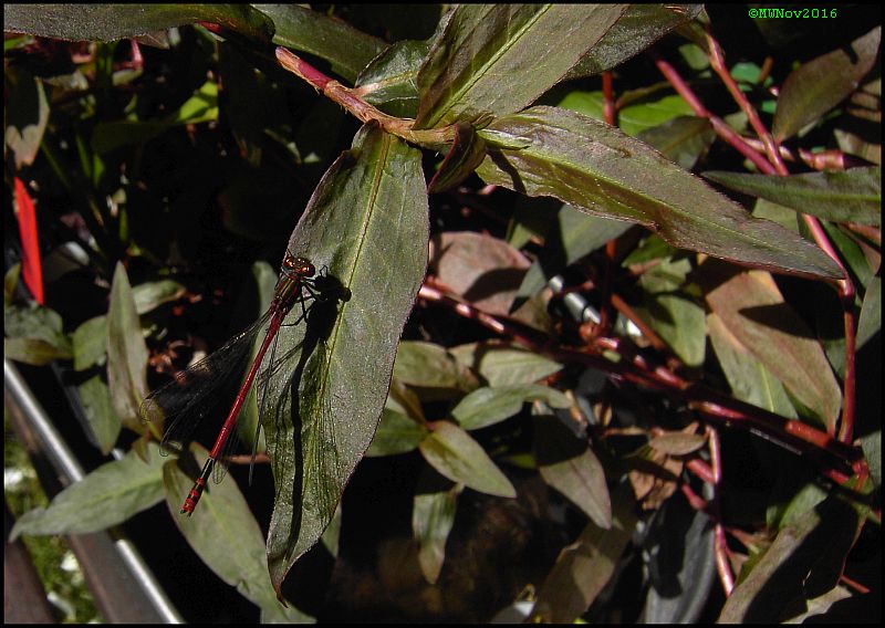 Persicaria Sao PauloLibelle.jpg