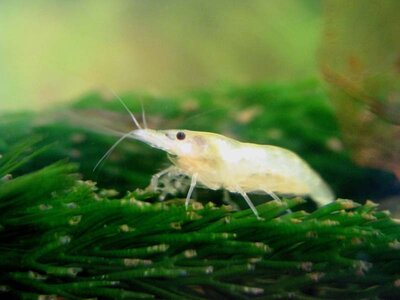 Neocaridina weiß.jpg