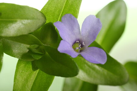 Bacopa caroliniana.JPG