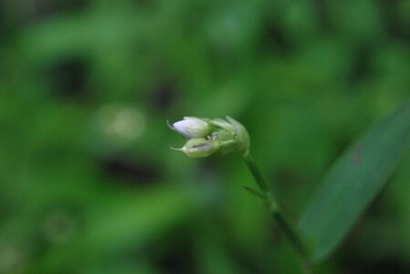 Blüte Murdannia loriformis.JPG