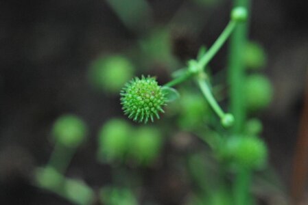 Echinodorus berteroi.JPG