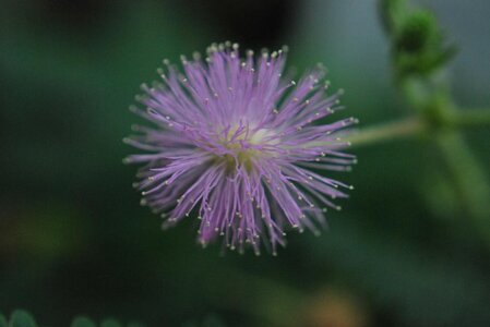 Mimosa pudica.JPG