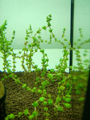 rotala_pearl_2.JPG