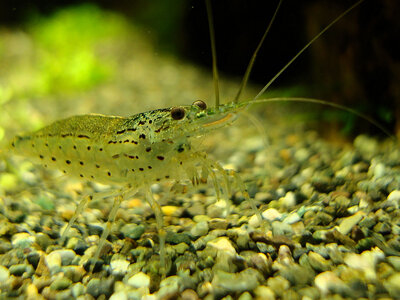 Caridina multidentata 1.jpg