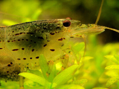 Caridina multidentata 2.jpg