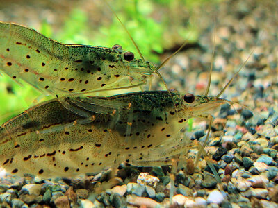 Caridina multidentata 3.jpg