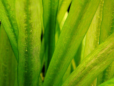 Echinodorus grisebachii amazonicus 1.jpg