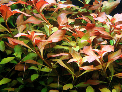 Ludwigia repens 1.jpg