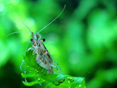 Neocaridina heteropoda var. red 1.jpg