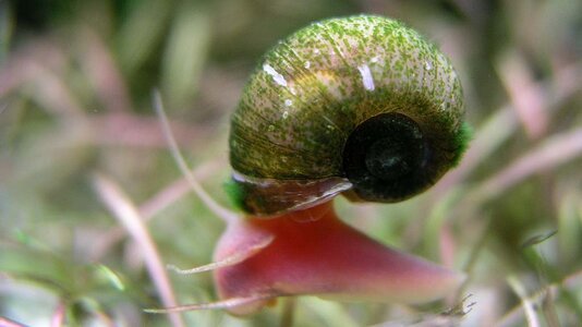 Posthornschnecke 15.11.2020-2.jpg