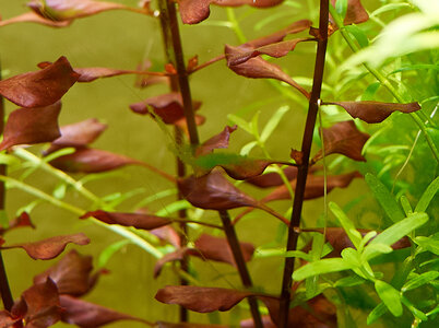 Algen am Blatt - Ludwigia 'Rubin'.jpg