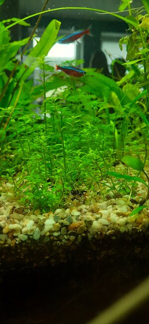 Rotala rotundifolia