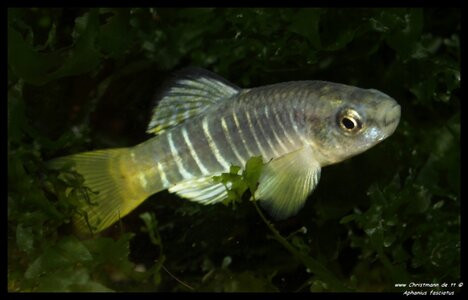 Aphanius fasciatus 005.jpg