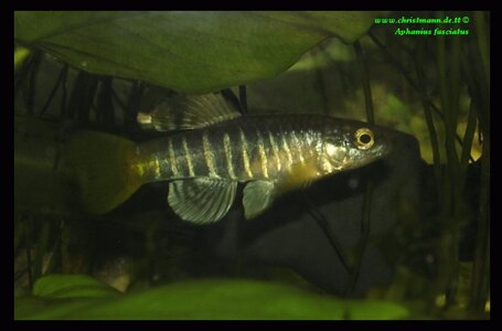 Aphanius fasciatus  1.jpg