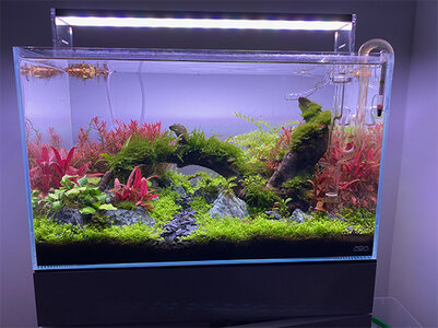 aquascape-Aquabelle.jpg