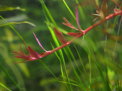 rotala.rot.1.jpg