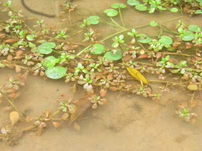 heteranthera.reniformis.jpg