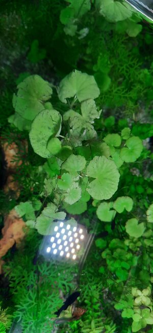 Hydrocotyle leucocephala