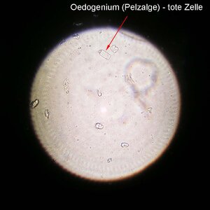 Oedogenium  tote Zelle11.01.2022.jpg