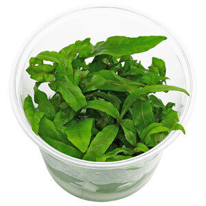 wp_Hygrophila_salicifolia_-_in_Vitro_135.0280.01.jpg