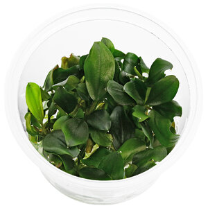 wp_Bucephalandra_sp._''Melawi_Fine_Edge''_in_Vitro_-_Ø_5,5_cm_135.0620.03.jpg