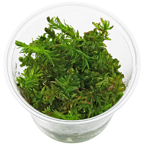 Rotala_mexicana_''Bangladesh''_-_in_Vitro_135.0387.03.jpg