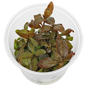 wp_Hygrophila_sp._'Green_Olive'_in_Vitro_135.0343.03.jpg