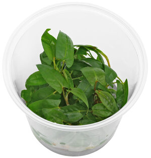 wp_Persicaria_sp._'Porto_Velho'_-_in_Vitro_135.0028.02_steil.jpg