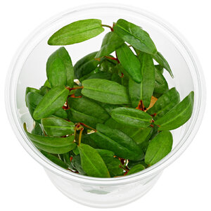 wp_Persicaria_sp._'Porto_Velho'_-_in_Vitro_135.0028.02_2.jpg