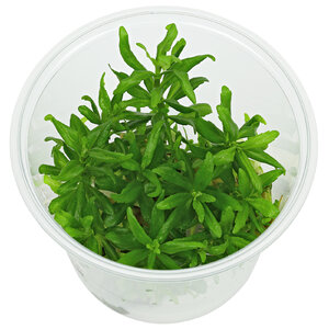 wp_Pogostemon_sampsonii_-_in_Vitro_135.0034.02.jpg