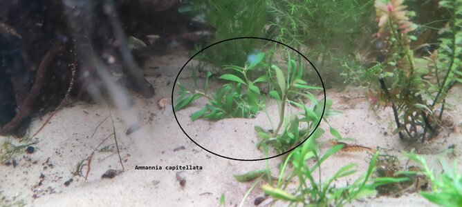 20220129_Ammannia_capitellata (2).jpeg