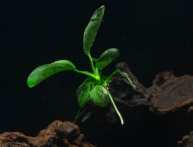 Anubias.PNG