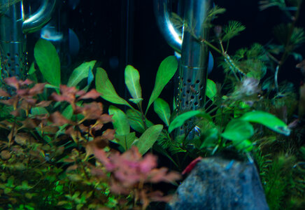 Hygrophila sp. 'Green Olive'.jpg