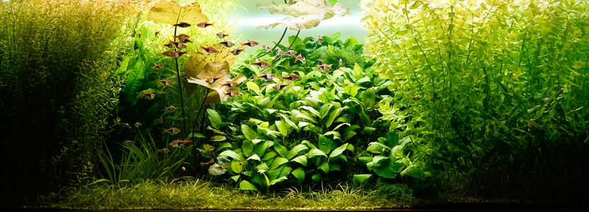 Aquarium 22.04.2022.jpg