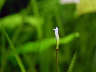 Blyxa novoguineensis 10.08.2022-2.jpg