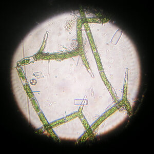 Rhizoclonium 2.jpg